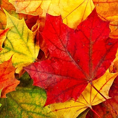 Afbeelding van 20 servetten herfstbladeren in rood geel/herfst/bladeren/bladeren 33x33cm
