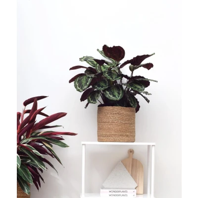 Afbeelding van Calathea Medaillon 70cm