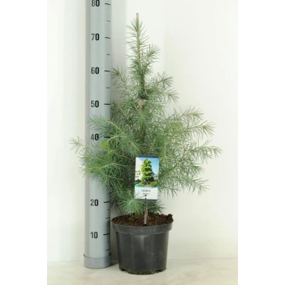 Afbeelding van Warentuin natuurlijk Cedrus deodara 95 cm