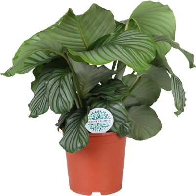 Afbeelding van Plantenboetiek.nl Calathea Orbifolia Ø21cm 60 70cm hoog Kamerplant Groenblijvend