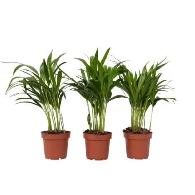 Afbeelding van Dypsis Lutescens Set van 3 Areca Goudpalm Pot 12cm Hoogte 30 45cm small P12 x3
