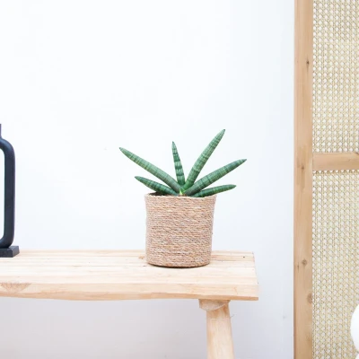 Afbeelding van Sansevieria Skyline 25cm