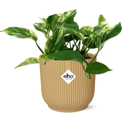 Afbeelding van Plantenboetiek.nl Scindapsus (Epipremnum) Marble Queen in ELHO Vibes Fold geel Ø14cm 25cm hoog Kamerplant Groenblijvend