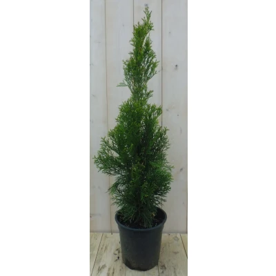 Afbeelding van Conifeer Thuja Smaragd 90 cm