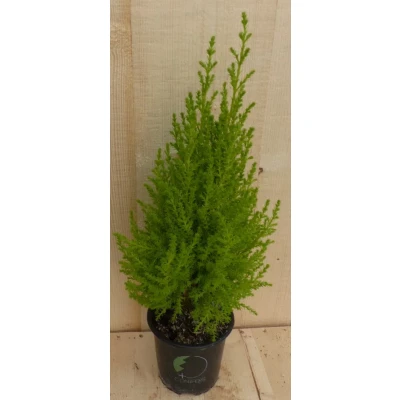 Afbeelding van Cupressus Kamerconifeer Klein Warentuin Natuurlijk