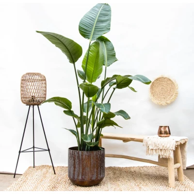Afbeelding van Strelitzia Nicolai XXL 210 cm
