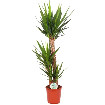 Afbeelding van Plantenboetiek.nl Yucca Elephantipes Ø24cm 125cm hoog Kamerplant Groenblijvend