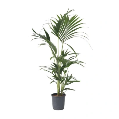 Afbeelding van Kentia Palm Howea Forsteriana Pot 18cm Hoogte 90 100cm