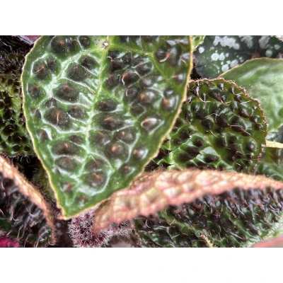 Afbeelding van Begonia Rex Ferox 25cm