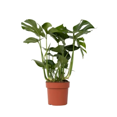 Afbeelding van XL Monstera Deliciosa Pot 21cm Hoogte 70 80cm