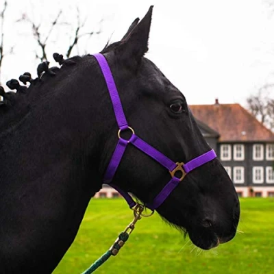 Afbeelding van Halster voor paard, warmbloed, volbloed, koudbloed, stalhalster, wilgenhalster, 2 voudig verstelbaar aan kinriem en nek, veilig scheurvast (paars, volbloed (cob))