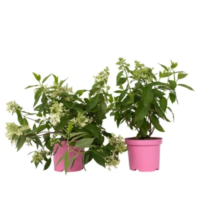 Afbeelding van Hydrangea paniculata &#039;Confetti&#039; Set van 2 Pot 19cm Hoogte 25 40cm