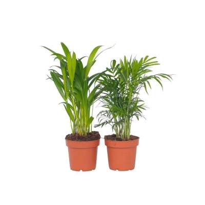 Afbeelding van Mini Indoor Palmmix Set van 2 Pot 12cm Hoogte 25 40cm
