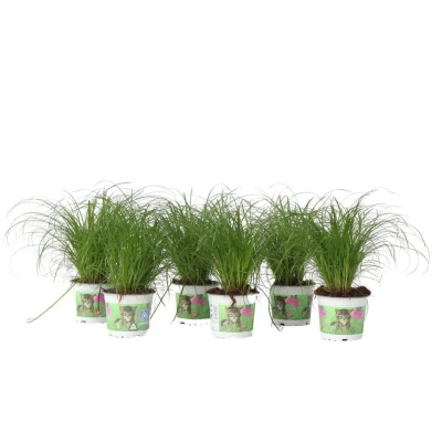Afbeelding van Cyperus Set van 6 Kattengras Pot 12cm Hoogte 30 40cm