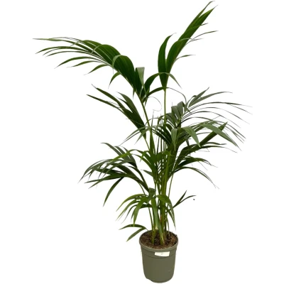Afbeelding van Kentia Palm