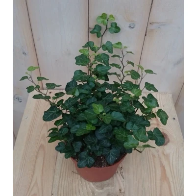 Afbeelding van 3 stuks! Hedera klimop groen Warentuin Natuurlijk