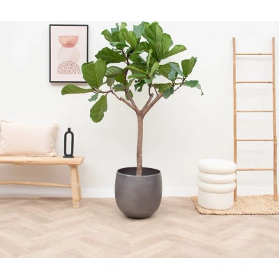 Afbeelding van Ficus Lyrata boom XL 180cm ⌀30