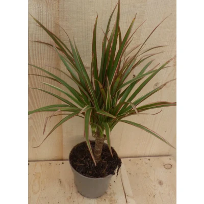 Afbeelding van Drakenbloedboom Dracaena Marginata Smal Blad Roze 30 cm Warentuin Natuurlijk