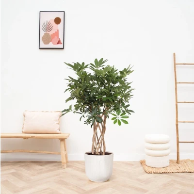 Afbeelding van Schefflera Arboricola Compacta gevlochten stam 140cm