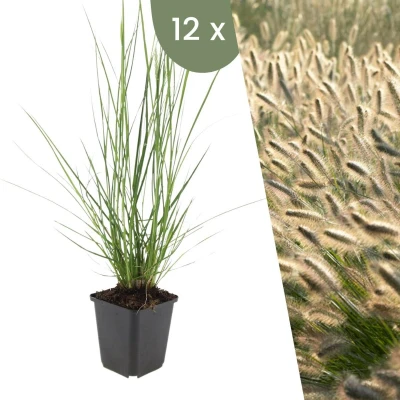 Afbeelding van Plants by Frank 12 Lampenpoetsergras planten Pennisetum alopecuroides &#039;Hameln&#039; Winterharde bodembedekker tuinplanten Siergrassen vaste meerjarig