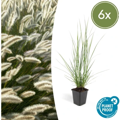 Afbeelding van Plantenboetiek.nl Lampenpoetsergras Pennisetum alopecuroides &#039;Hameln&#039; 6 stuks Ø9cm 10 25cm hoog Tuinplant Siergras