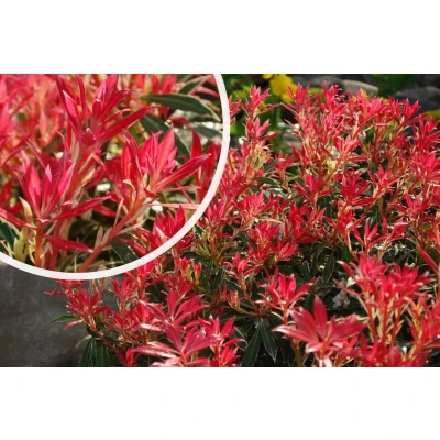 Afbeelding van Rotsheide Pieris &#039;Flaming Silver&#039;