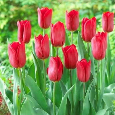 Afbeelding van Dutch Bulbs Tulpen &#039;Single &quot;Red Passion&quot;&#039; Bloembollen 25 stuks Rood