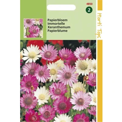 Afbeelding van Xeranthemum, Papierbloem gemengd