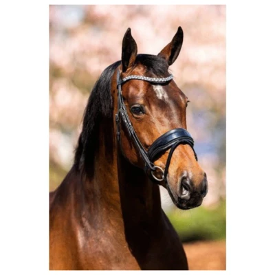 Afbeelding van HB Showtime Hoofdstel Fancy Lak Zwart Cob