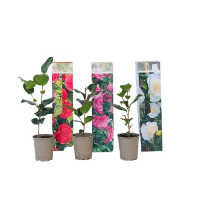 Afbeelding van Camellia Japonica Mix van 3 Rozen Rood,wit,roze Pot 9cm Hoogte 25 40cm