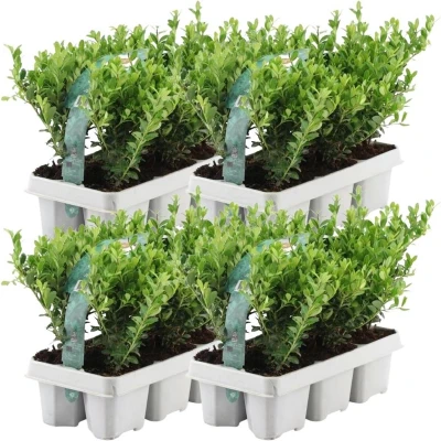 Afbeelding van Plants by Frank 24 hulst planten winterhard x Ø7 cm ↕15 Ilex crenata Jenny haagplanten