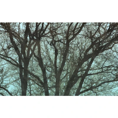 Afbeelding van Komar Vliesbehang Whispering Woods (1 stuk)