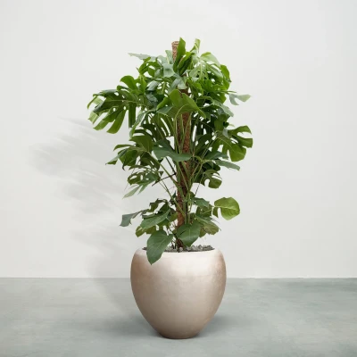 Afbeelding van Combideal Monstera Deliciosa inclusief zelfwaterende pot Nora Matt Light M 170cm