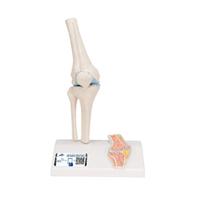 Afbeelding van 3B Scientific Menselijke anatomie mini kniegewricht model met dwarsdoorsnede + gratis anatomiesoftware Smart Anatomy, A85/1