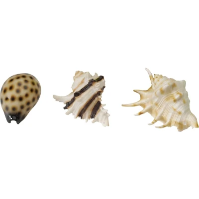 Afbeelding van Europet Bernina Decor Zeeschelpen Aquarium Ornament 8.5 10 cm Assorti