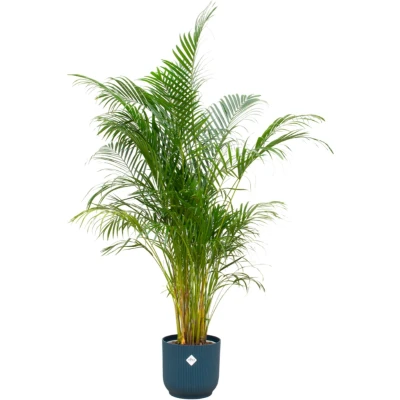 Afbeelding van Areca Palm + elho Vibes Fold Round blauw Ø30 160cm