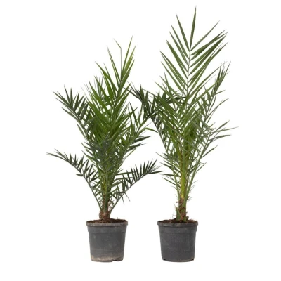 Afbeelding van Phoenix Canariensis Set van 2 Dadelpalm Pot 19cm Hoogte 80 100cm
