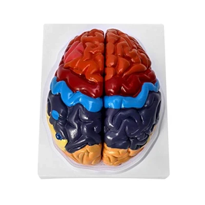 Afbeelding van QWORK Anatomisch Model Anatomie, 2 Deel Kleurgecodeerd Menselijk Regionaal Hersenmodel, Medisch Leermiddel