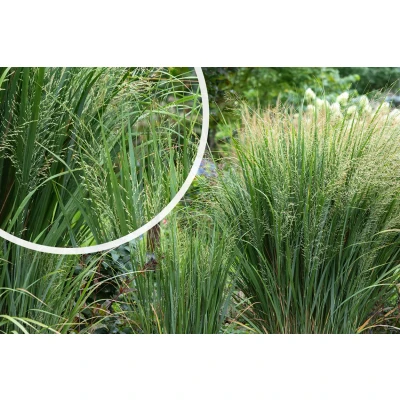 Afbeelding van Vingergras Panicum virgatum &#039;Northwind&#039;